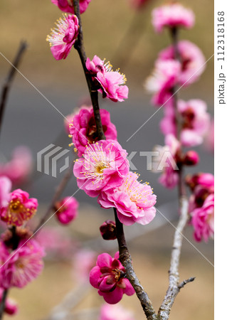 早春に咲く美しい梅の花　八重寒紅 112318168