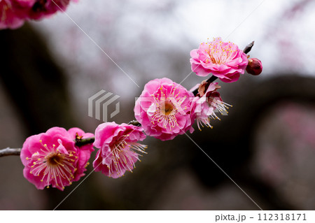 早春に咲く美しい梅の花　八重寒紅 112318171