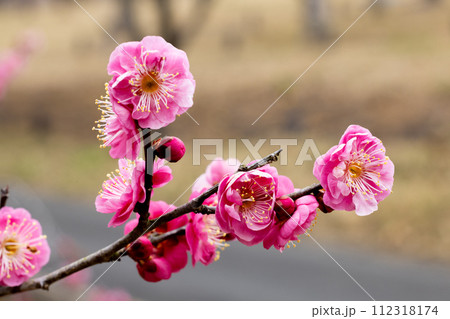 早春に咲く美しい梅の花 八重寒紅 早春に咲く美しい梅の花 八重寒紅 112318174
