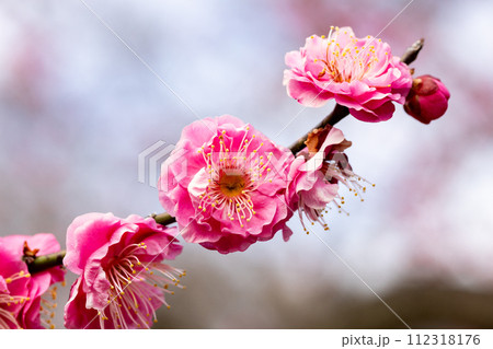 早春に咲く美しい梅の花 八重寒紅 早春に咲く美しい梅の花 八重寒紅 112318176