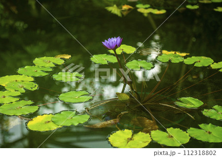 水面に映る睡蓮の花 水面に映る睡蓮の花 112318802