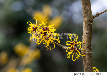 早春に咲く黄色い花のマンサク ニナ 112318902