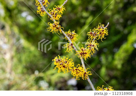 早春に咲く黄色い花のマンサク ニナ 早春に咲く黄色い花のマンサク ニナ 112318908