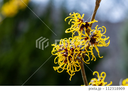 早春に咲く黄色い花のマンサク ニナ 112318909