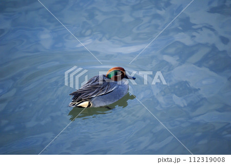 信濃川・やすらぎ堤の小鴨(こがも) 112319008