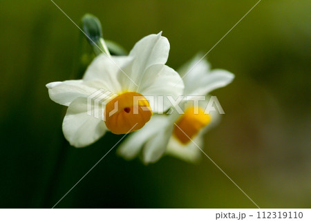 水仙 水仙 112319110