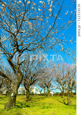 春の朝日を浴びる平芝公園の枝垂れ梅 春の朝日を浴びる平芝公園の枝垂れ梅 112319216