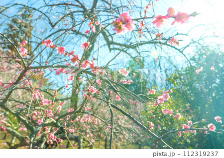 春の朝日を浴びる平芝公園の枝垂れ梅 春の朝日を浴びる平芝公園の枝垂れ梅 112319237