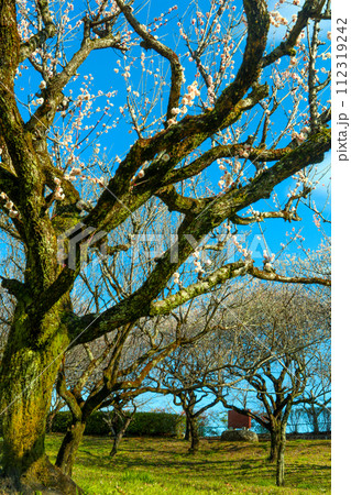 春の朝日を浴びる平芝公園の枝垂れ梅 春の朝日を浴びる平芝公園の枝垂れ梅 112319242
