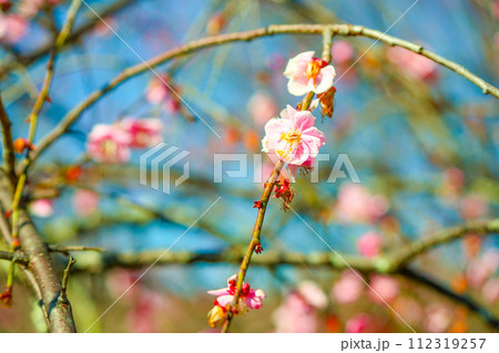 春の朝日を浴びる平芝公園の枝垂れ梅 春の朝日を浴びる平芝公園の枝垂れ梅 112319257