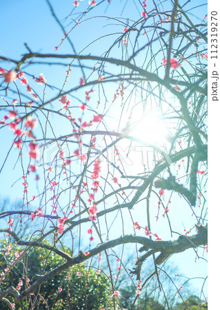 春の朝日を浴びる平芝公園の枝垂れ梅 春の朝日を浴びる平芝公園の枝垂れ梅 112319270