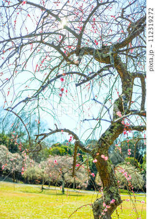 春の朝日を浴びる平芝公園の枝垂れ梅 112319272
