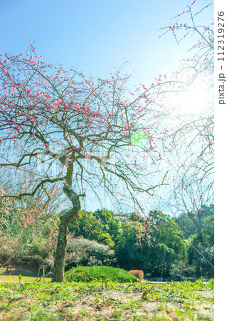 春の朝日を浴びる平芝公園の枝垂れ梅 春の朝日を浴びる平芝公園の枝垂れ梅 112319276