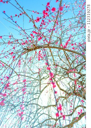春の朝日を浴びる平芝公園の枝垂れ梅 春の朝日を浴びる平芝公園の枝垂れ梅 112319278