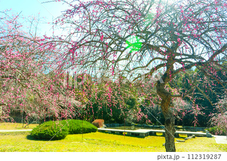 春の朝日を浴びる平芝公園の枝垂れ梅 春の朝日を浴びる平芝公園の枝垂れ梅 112319287