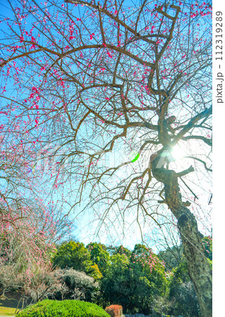 春の朝日を浴びる平芝公園の枝垂れ梅 春の朝日を浴びる平芝公園の枝垂れ梅 112319289