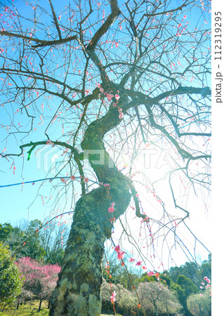 春の朝日を浴びる平芝公園の枝垂れ梅 春の朝日を浴びる平芝公園の枝垂れ梅 112319295