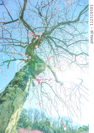 春の朝日を浴びる平芝公園の枝垂れ梅 112319303