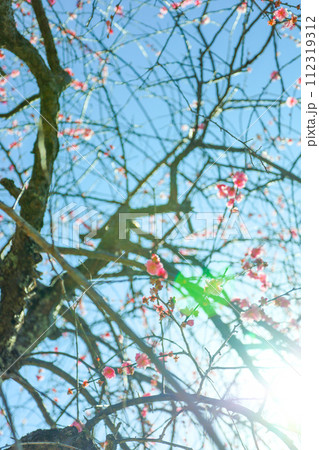 春の朝日を浴びる平芝公園の枝垂れ梅 春の朝日を浴びる平芝公園の枝垂れ梅 112319312