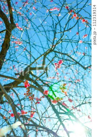 春の朝日を浴びる平芝公園の枝垂れ梅 112319314