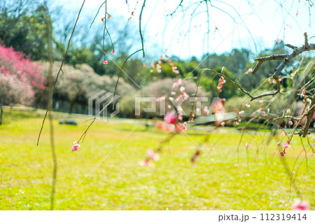 春の訪れを告げる平芝公園の枝垂れ梅 春の訪れを告げる平芝公園の枝垂れ梅 112319414