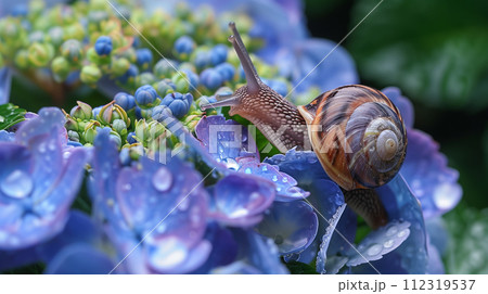 紫陽花の上のカタツムリ　梅雨イメージ 112319537