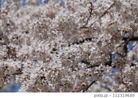 見頃を迎えた満開のソメイヨシノ Someiyoshino cherry full bloom 112319680