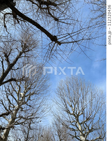 晴れの日の青空と木(2月) 晴れの日の青空と木(2月) 112320436