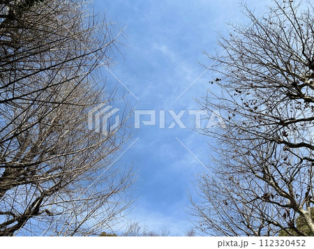 晴れの日の青空と木(2月) 晴れの日の青空と木(2月) 112320452