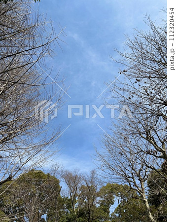 晴れの日の青空と木(2月) 晴れの日の青空と木(2月) 112320454