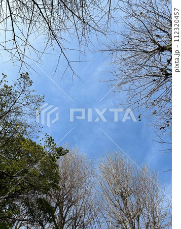 晴れの日の青空と木(2月) 晴れの日の青空と木(2月) 112320457