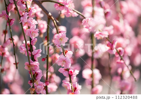満開のしだれ梅の花 112320488