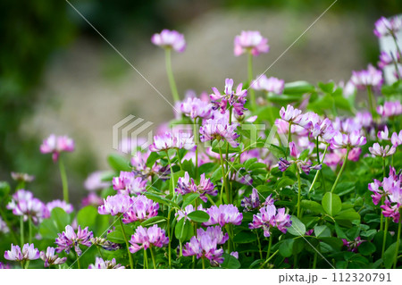 レンゲソウ 112320791