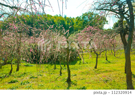 春の日差しを浴びる天白農業センターのしだれ梅 112320914