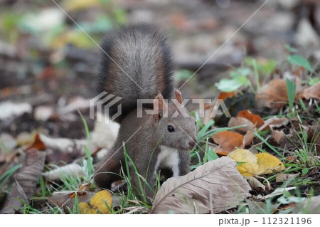 森の中のエゾリス 112321196