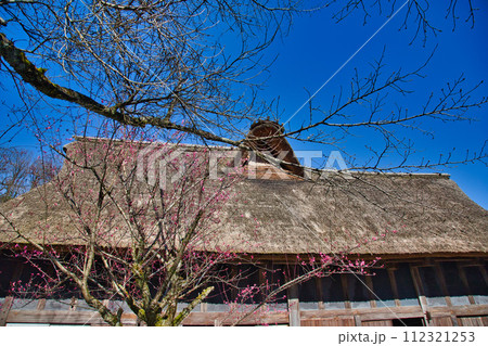 梅が見頃のおさごえ民家園 梅が見頃のおさごえ民家園 112321253