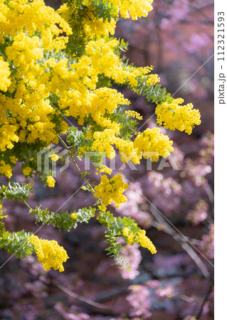 満開のミモザと河津桜 112321593