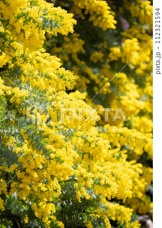 満開のミモザの花 112321594