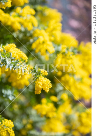 満開のミモザと河津桜 112321595