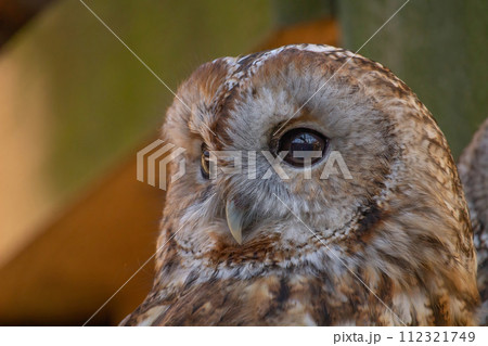 Portrait of Tawny owl or brown owl Portrait of Tawny owl or brown owl 112321749