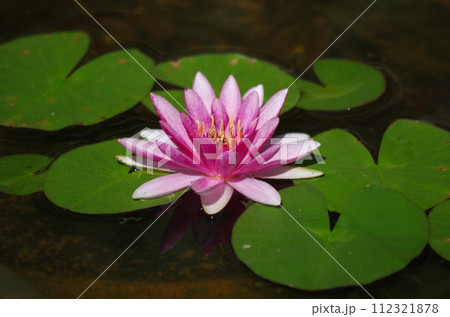 蓮の花　倉敷アイビースクエアにて 112321878