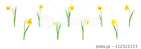 Narcissus as Spring Flowering Perennial Plant Vector Set 112322153