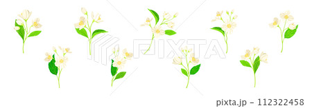Jasmine Flower with Stalk and Green Leaves Vector Set 112322458