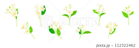 Jasmine Flower with Stalk and Green Leaves Vector Set 112322462