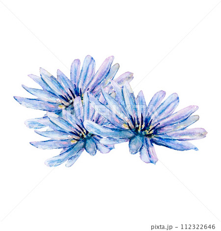 Flower blue chicory cornflower watercolor illustration. Aster chrysanthemum gerbera chamomile. Bouquet blossom isolated white background. Garden botanical natural hand drawn. Aquarelle meadow field Flower blue chicory cornflower watercolor illustration. Aster chrysanthemum gerbera chamomile. Bouquet blossom isolated white background. Garden botanical natural hand drawn. Aquarelle meadow field 112322646