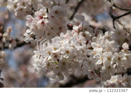 見頃を迎えた満開のソメイヨシノ Someiyoshino cherry full bloom 見頃を迎えた満開のソメイヨシノ Someiyoshino cherry full bloom 112323367