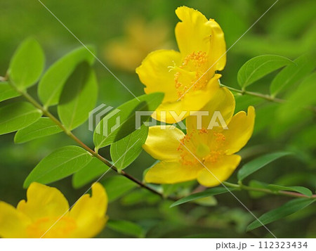 ビョウヤナギの花のアップ 112323434