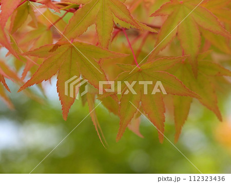 モミジの若葉のイメージ 112323436