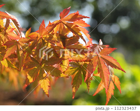 モミジの若葉のイメージ 112323437