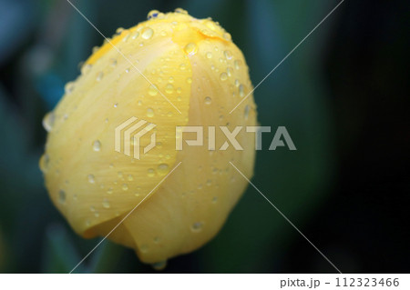 植物 植物学 花 112323466